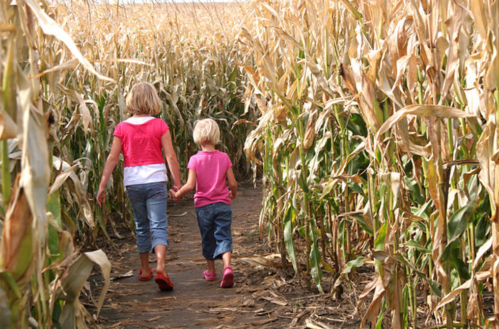 corn mazes and pumpkin patches