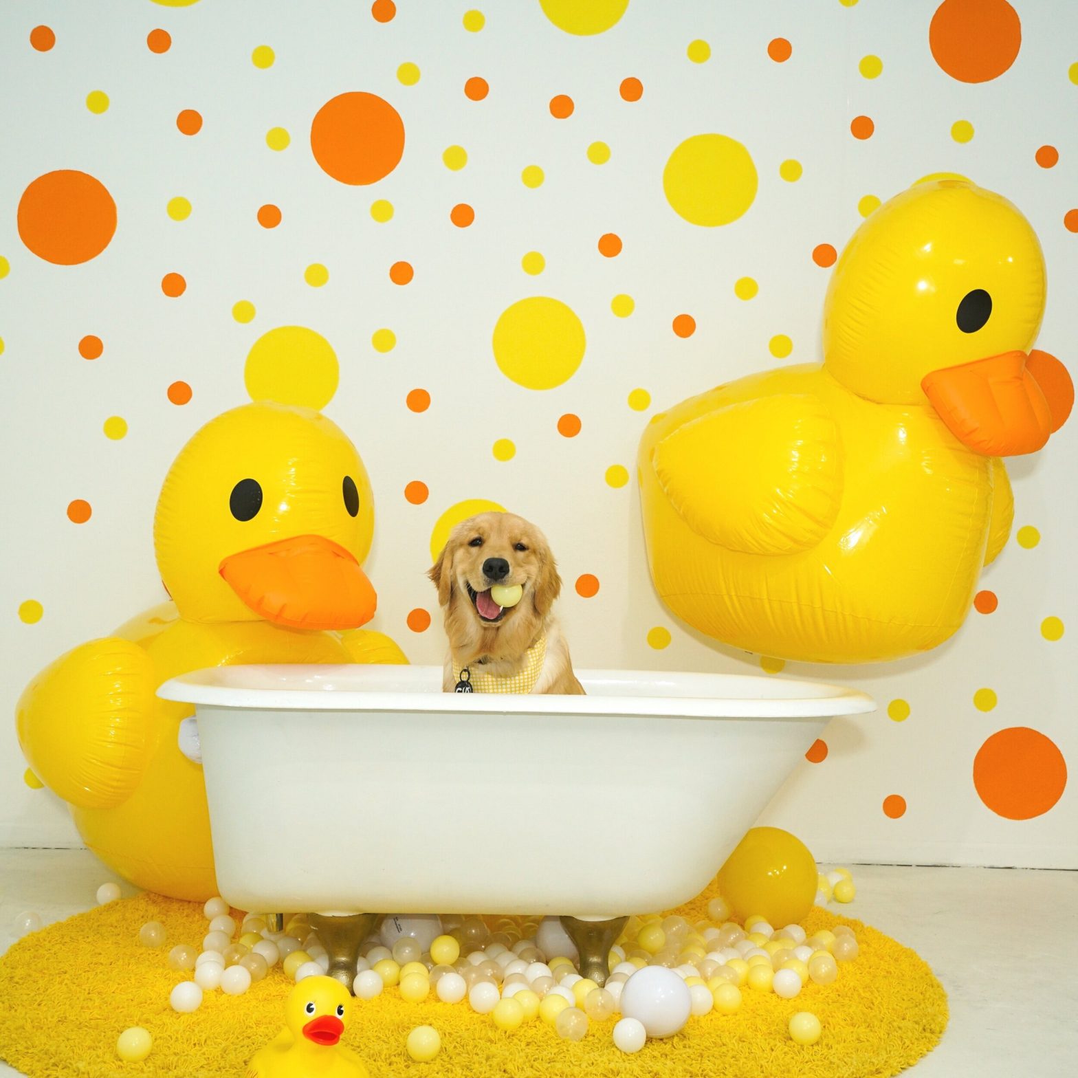 The Wall Crawl Orlando 2022. A new, indoor selfie spot in Orlando