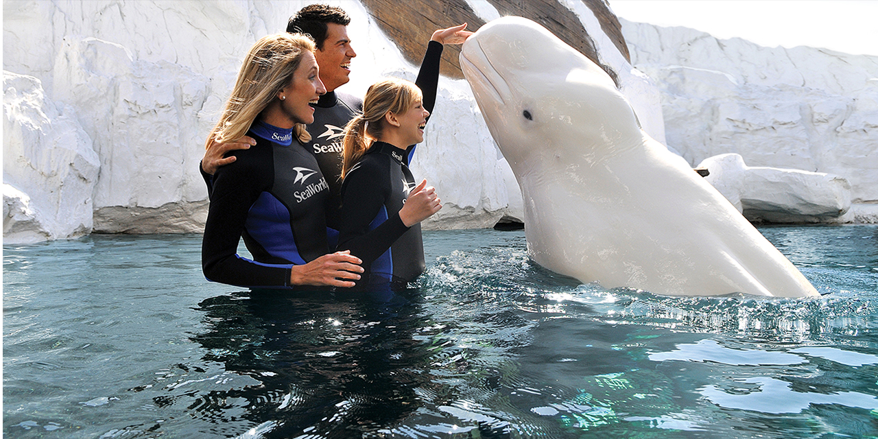 SeaWorld recently surpassed 40,000 rescues