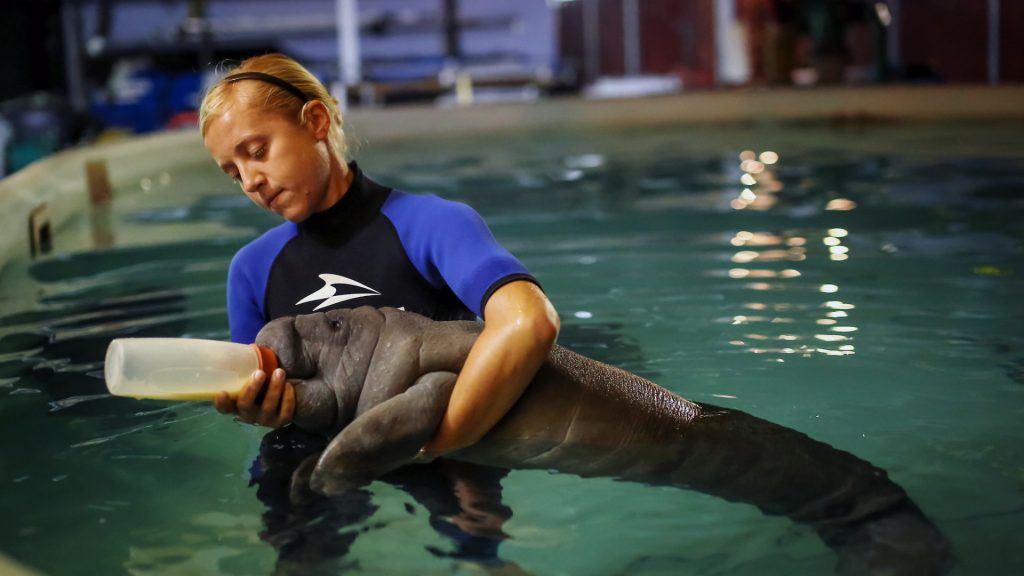 SeaWorld recently surpassed 40,000 rescues