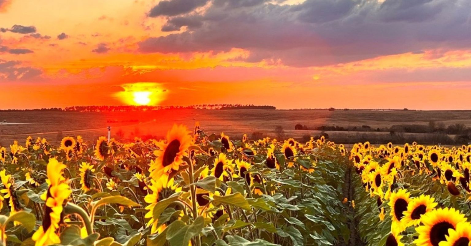 Sunset UPick Southern Hill Farms Clermont, FL Park Ave Magazine